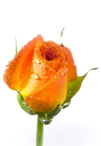 El brote de una rosa en gotas de agua — Foto de Stock