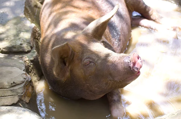 Big good-natured pig — Stock Photo, Image