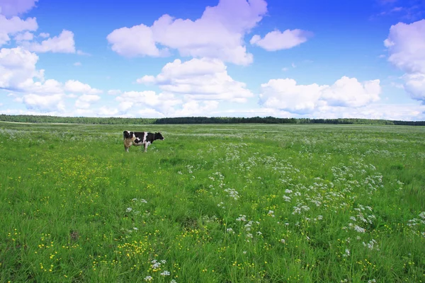 stock image Cow in the meadow