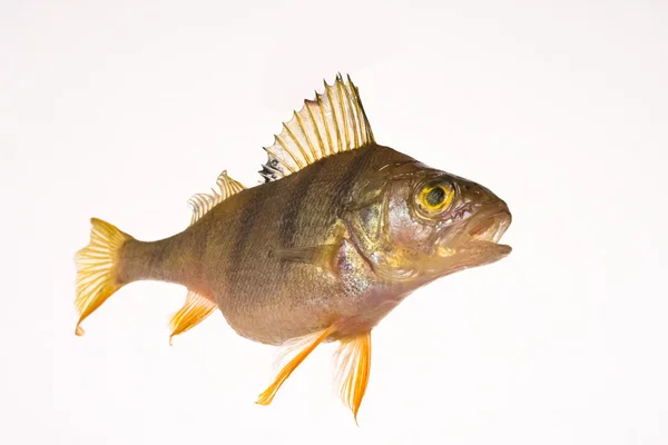 물고기 — 스톡 사진