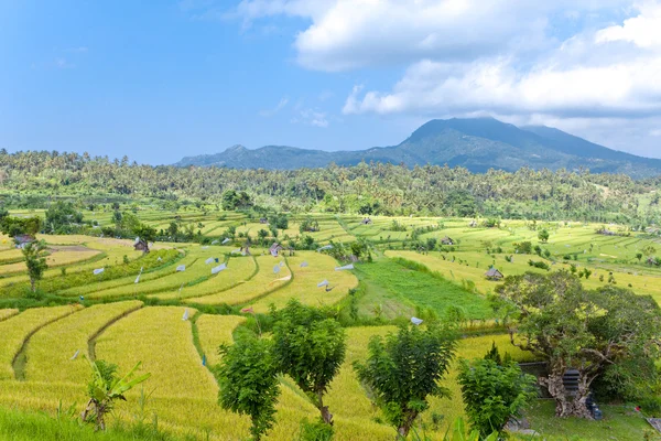 Teras beras, Bali, Indonesia — Stok Foto