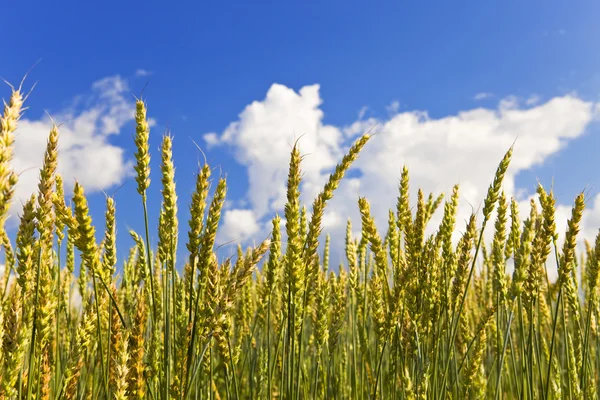 Mature ears of wheat on Field — Stock Photo, Image