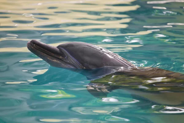 Delfin — Zdjęcie stockowe