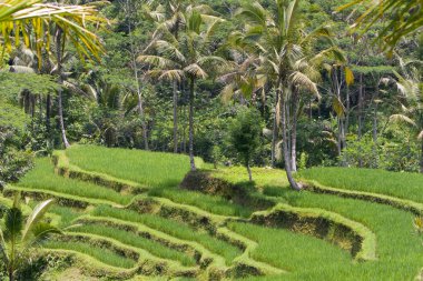 Kind on rice terraces, Bali, Indonesia clipart