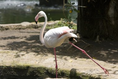 Flamingo tek ayak üstünde duruyor.