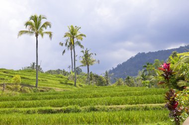 nasıl rice teraslar, bali, Endonezya