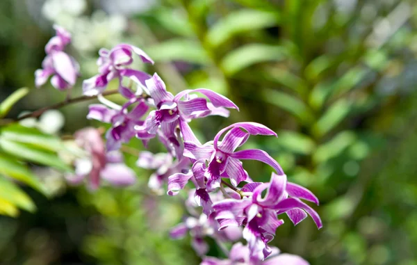 Rama de orquídea floreciente —  Fotos de Stock