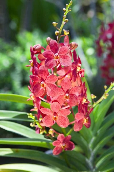 Pobočka kvetoucí orchidej — Stock fotografie