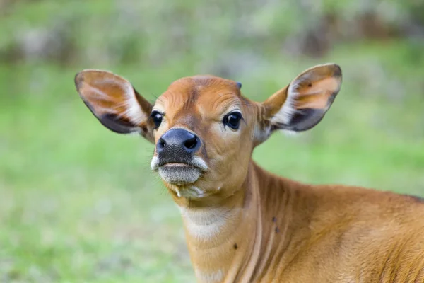 The calf — Stock Photo, Image