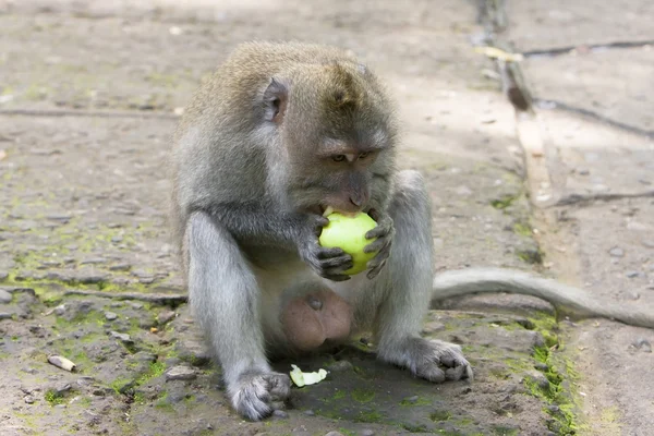 Long-tailed macaque champs apple — Stock Photo, Image