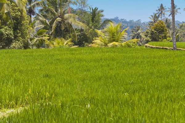 Tipo en terrazas de arroz, Bali, Indonesia — Foto de Stock