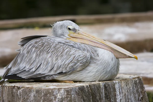 Stock image Pelican