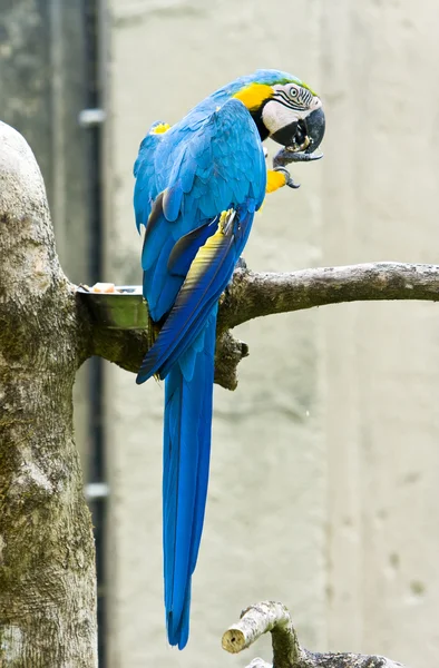 Vackra färgglada papegoja — Stock fotografie