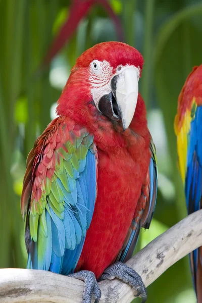A bright red macaw parrot, — Stock Photo, Image