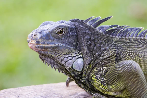 Ağaç dalında büyük bir iguana — Stok fotoğraf