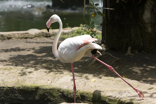 Flamingo está em uma perna — Fotografia de Stock