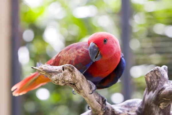 Um papagaio-arara vermelho brilhante — Fotografia de Stock