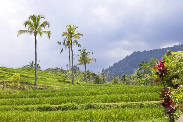 Tipo em terraços de arroz, Bali, Indonésia — Fotografia de Stock