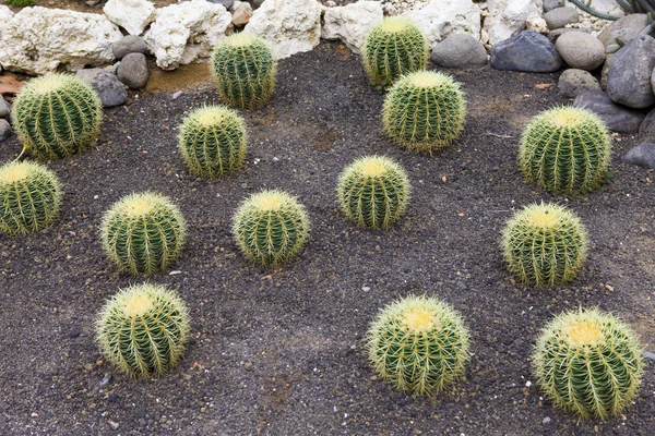 Numbers of cacti — Stock Photo, Image