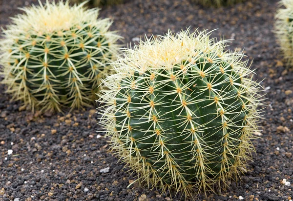 Numbers of cacti — Stock Photo, Image