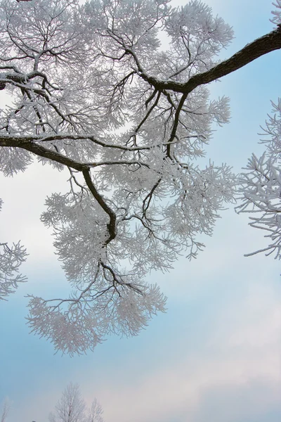 Rami ricoperti di neve di albero su cielo — Foto Stock