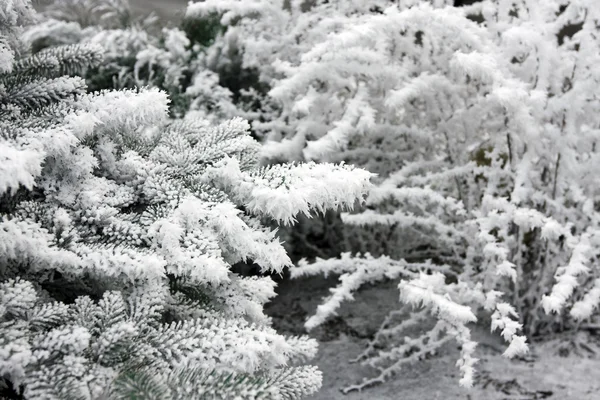 Χιονισμένο κλαδιά του δέντρου — Φωτογραφία Αρχείου