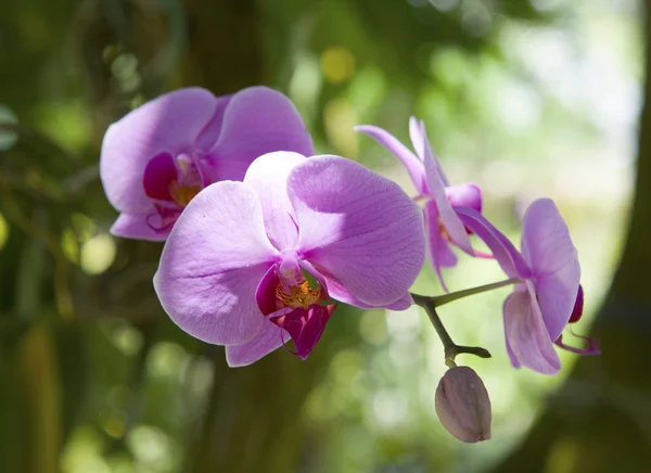 Oddział kwitnących orchidei — Zdjęcie stockowe