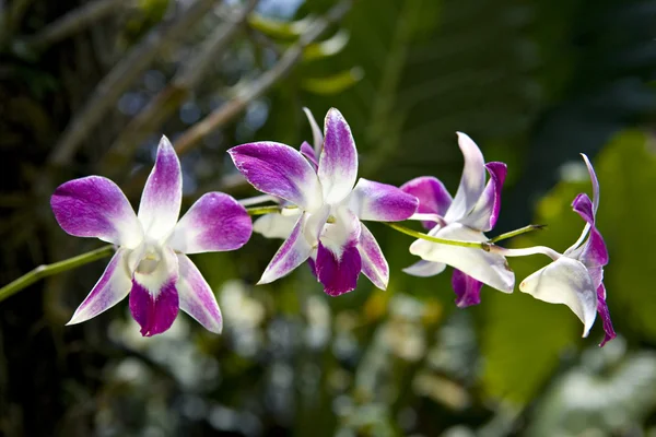 A virágzó orchidea ág — Stock Fotó