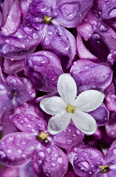 Сирень. Белый цветок среди фиолетовых — стоковое фото