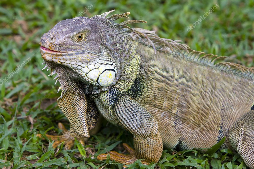 Big Iguana — Stock Photo © KKulikov #1827124