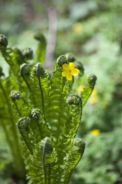 Flower of fern — Stock Photo, Image