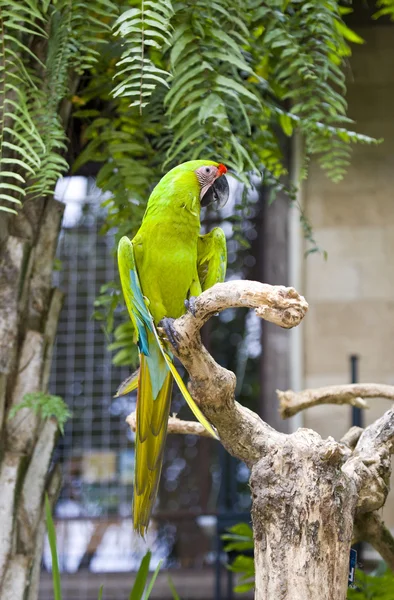 Όμορφη πολύχρωμα παπαγάλος — Φωτογραφία Αρχείου