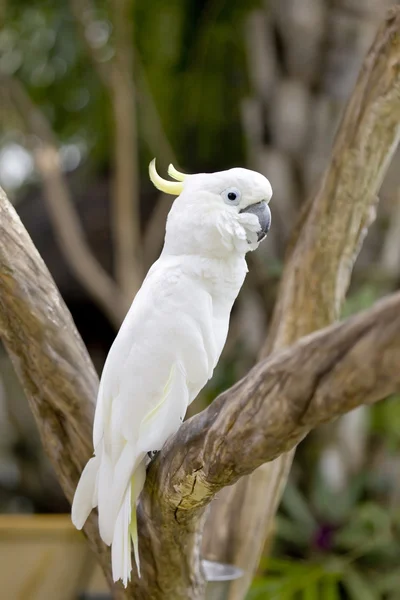 Gyönyörű papagáj — Stock Fotó