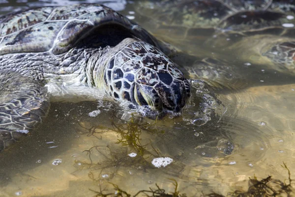 巨龟吃的是草在水中 — 图库照片