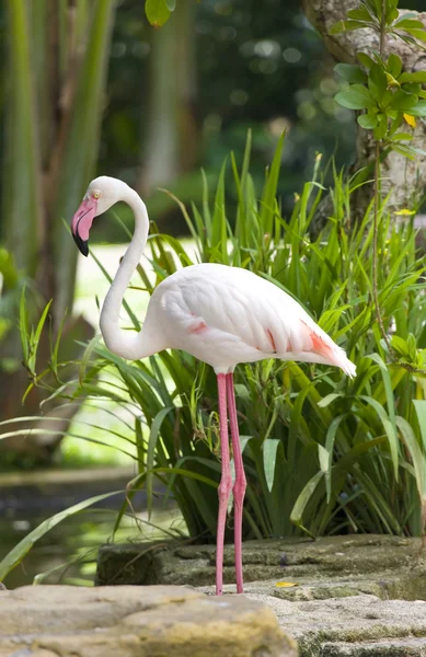 Flamingo stands — Stock Photo, Image
