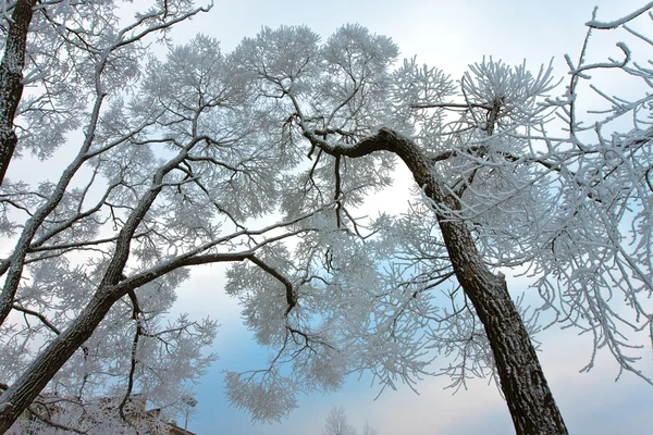 Karla kaplı gökyüzü üzerinde ağaç dallarında — Stok fotoğraf