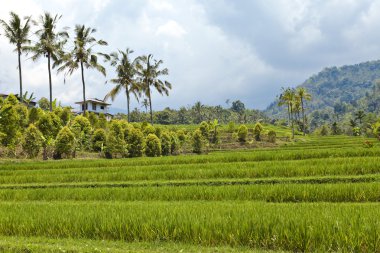 nasıl rice teraslar, bali, Endonezya