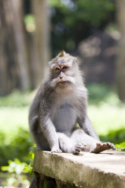 Long-tailed macaque clipart