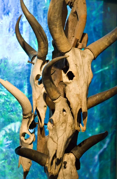 Skull of animals on totem column — Stock Photo, Image