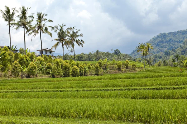 Genre sur les terrasses de riz, Bali, Indonésie — Photo
