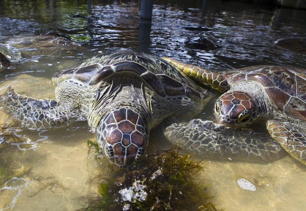 Tortuga gigante come hierba en el agua —  Fotos de Stock