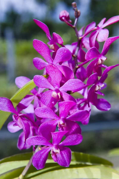 Şube açan orkide — Stok fotoğraf