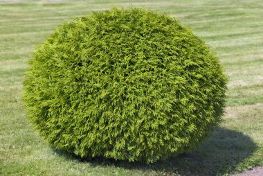 Bush of cypress clipart