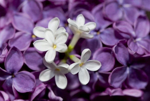 Lilla '. Fiore bianco tra viola — Foto Stock