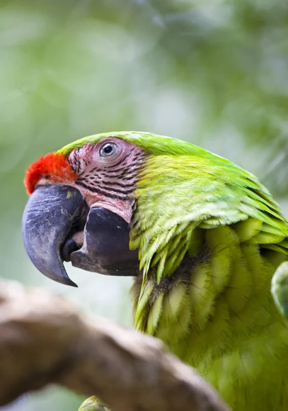 Schöner bunter Papagei — Stockfoto