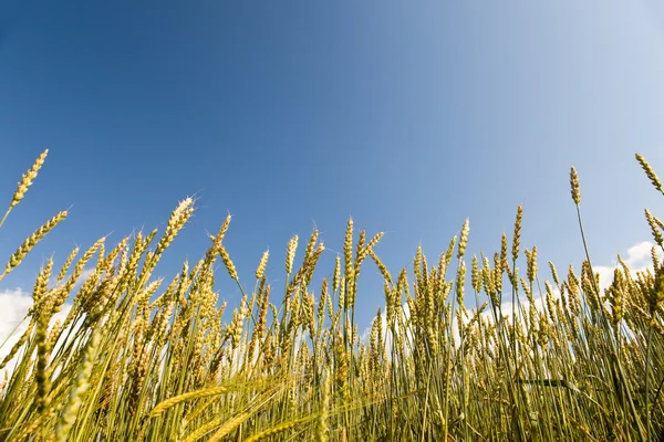 Uši pšenice na obloze pozadí — Stock fotografie