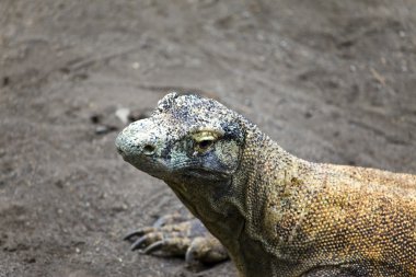 büyük monitör kertenkele-varan-gri kum üzerinde