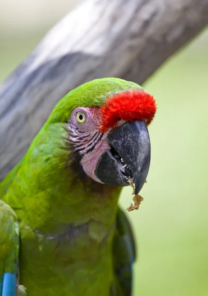 Vackra färgglada papegoja — Stock fotografie
