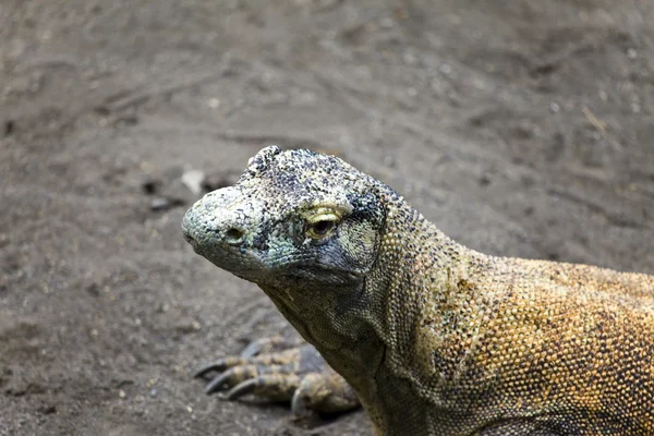 Huge monitor lizard -varan-on grey sand — Stock Photo, Image