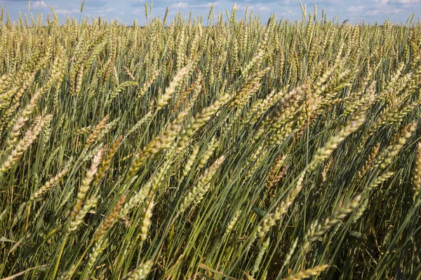 Orelhas de trigo no fundo do céu — Fotografia de Stock